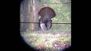 Swhacker Broadhead stops the flop on this VA gobbler [upl. by Obmar96]