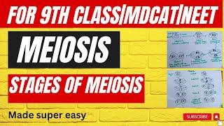 Phases of MeiosisMade super easy Meiosiscell division complete detail in urdu9th classMDCAT [upl. by Asfah]