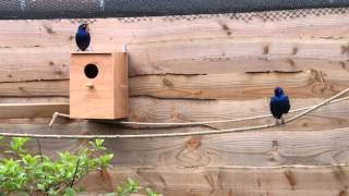 Purple glossy starling courtship in aviary [upl. by Staal]