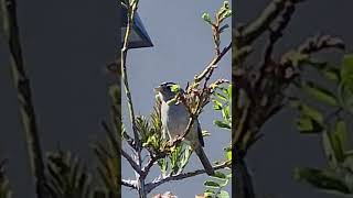 WhiteCrowned Sparrow calls from tree in Cresent City CA [upl. by Notxam]