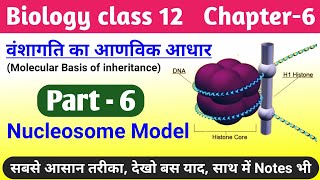 Biology class 12 chapter 6 molecular basis of inheritance  nucleosome model  dna packaging 12th [upl. by Gnud115]