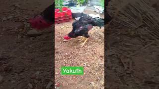 Yakkuth faiter bgm tamil music birdsshopomrkarapakkam aseelmurga birds chicken whitechicke [upl. by Orlina]