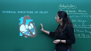 NEET Biology  Heart  Theory amp ProblemSolving  In English  Misostudy [upl. by Ylro]