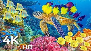 Under Red Sea 4k🐠Unlock The Hidden Beauty Of The Coral Reefs And Turtle🐟Deep Sleep Meditation Music [upl. by Allisan]