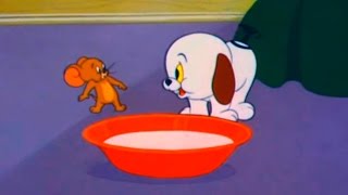 Tom and Jerry  Episode 80  Puppy Tale 1954 [upl. by Patterman877]