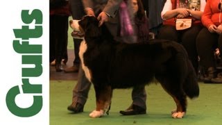 Crufts 2012  Bernese Mountain Dog Best of Breed [upl. by Tnomad880]