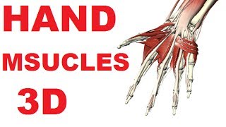 Muscles of the Hand  Hand Anatomy Medial Volar Muscles 23 [upl. by Nocaed]