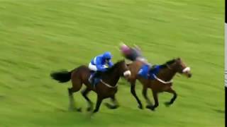 Horseracing thrills amp spills compilation [upl. by Nilcaj787]