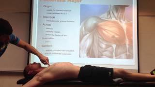 Pectoralis Major Palpation Manual Therapy and Stretch [upl. by Nnaeirual]