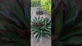 Gardening decoration ideas 🌿 rhoeo plant ☘️plant ideashouseplants ytshorts shorts [upl. by Denzil]