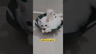 தங்கமான பூனை   cat comedy tamil [upl. by Yalahs961]