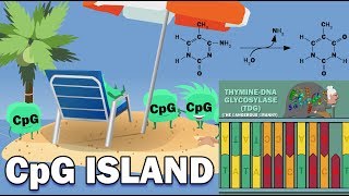 CpG ISLANDS  Promoters Link to Cancer XChromosome Inactivation [upl. by Ocsirf747]