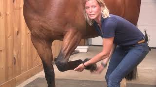 Royal Horse Show Education Series Equine Lameness with Dr Samantha Molson [upl. by Allertse385]