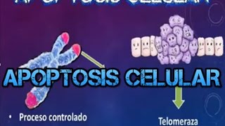 APOPTOSIS CELULAR Necrosis y Autofagia [upl. by Anned482]