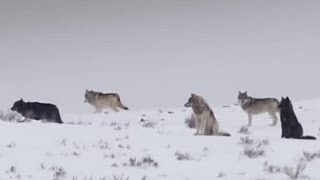 These Wolves Are Hungry for Elk  BBC Earth [upl. by Fitz]