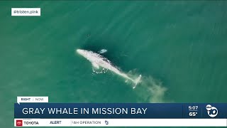 Gray whale in Mission Bay [upl. by Ettenaj538]