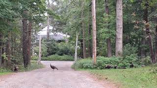 Aug 25 2024 Day trip to the old camp ground in Ashburnham2 [upl. by Ymer625]