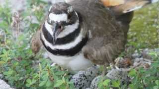 Killdeer Defending Nest [upl. by Luhe275]