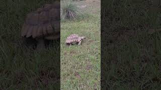 Sulcata on the move [upl. by Leafar498]