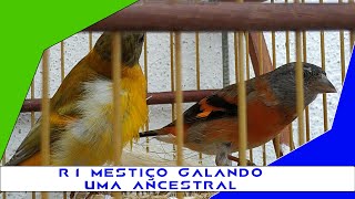 R1 MESTIÇO GALANDO UMA ANCESTRAL NOVEMBRO 2022 [upl. by Mota]