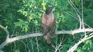 Decorah Bald Eagles 06232018 Who Is This Out On The Branch [upl. by Ynatil682]