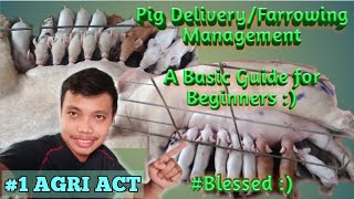 Basic Management of PIG during DELIVERYFARROWING  Farrowing Management [upl. by Grous]