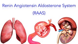 Renin Angiotensin Aldosterone System RAAS  MADE SUPER EASY [upl. by Ahsieyk852]