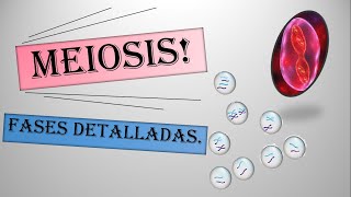 MEIOSIS Explicación fácil  Fases detalladas [upl. by Bloxberg]