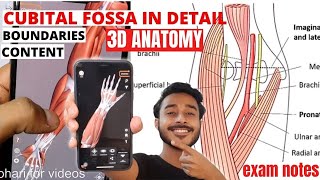 Cubital fossa anatomy boundary and content  Cubital fossa 3d anatomy [upl. by Allyn]