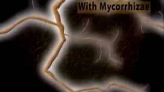 See how mycorrhizae and mycorrhizal fungi absorb nutrients o [upl. by Natye]