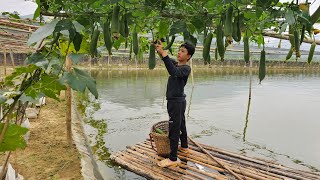 Orphan Boy  Picking luffa to sell Building a farm to raise pigs chickens and ducks [upl. by Odab225]