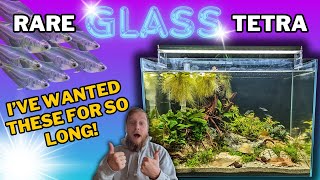 Building a natural aquarium for SEE THROUGH fish FIRST fish tank in the fish room [upl. by Toffey]