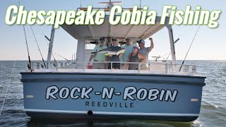 How to Fish for Cobia on the Chesapeake Bay [upl. by Jervis]