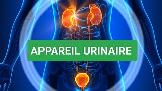 ANATOMIE HUMAINE🩺 ANATOMIE DE L APPAREIL URINAIRE [upl. by Whall466]