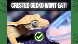 How to feed a BABY Crested Gecko [upl. by Noloc]