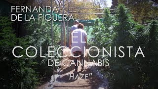 La ABUELA MARIHUANA en El Coleccionista de Cannabis 03 HAZE [upl. by Kciredec527]