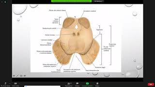 Área tegmetal ventral Clase 10 Neuroanatomía Dra Derly Yohanna García Universidad de Pamplona [upl. by Ymaral524]