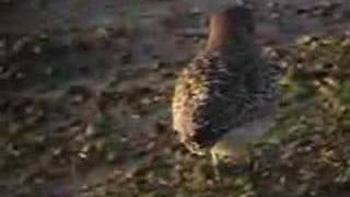 CHORLITO GRIS  GREY PLOVER [upl. by Apfel831]