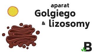 Aparat Golgiego i Lizosomy – Budowa Komórki  KOREPETYCJE z BIOLOGII – 349 [upl. by Bev]