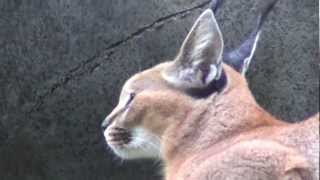 Caracal Desert Lynx Cat Walking Jumping Sitting [upl. by Neely]