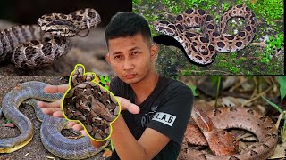 mirip ular python  ular jenis ini ternyata berbisa tinggi [upl. by Bobette]