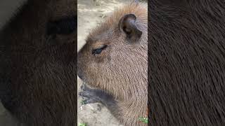 How a capybara melts your heart with its cute and affectionate antics  cute capybara [upl. by Yhprum]