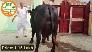 👍For Sale Price115 Lakh Milk Capacity 18 kg Sonipat 9050301185👍Part1👍👍 [upl. by Otrebire582]