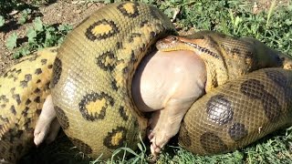 Anaconda eats Pig Time Lapse x4 [upl. by Aicissej935]