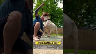 Stack Training XL Bully dogbreed xlbullytraining shortsvideo [upl. by Aronel]