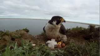 Peregrine Falcons at the Lower Kolyma Siberia [upl. by Aihtnic]