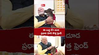 ఈ బుజ్జి లేగ దూడప్రధాని మోదీ కొత్త ఫ్రెండ్ pmmodi calf goseva Deepjyoti primeministerhouse [upl. by Holna]