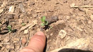 Birdsfoot trefoil seedling [upl. by Hirza]