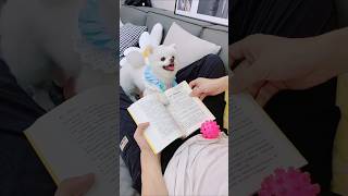 Dont disturb me Toffy 😂 puppy shorts funny trending youtubeshorts [upl. by Trilby37]