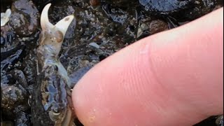 Shrimp Parasite Removal and Crab TikTok Compilation [upl. by Yvi]